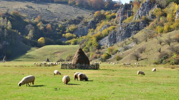 Oierii, pregătiți să urce cu turmele pe creste, în Transhumanță. Tradiția milenară, devenită UNESCO, e pe cale de a se pierde