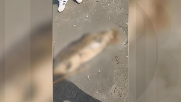 Oamenii de pe litoral, îngroziţi de 4 pui de delfini eşuaţi. Fenomenul îngrijorător, explicat de specialişti: "Sunt dependenţi"