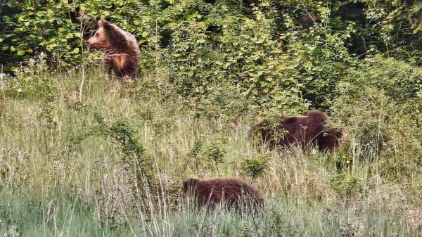 Trei ursuleţi părăsiţi de mamă, împuşcaţi de autorităţile din Miercurea Ciuc. "Au luat cea mai grea decizie în acest caz"