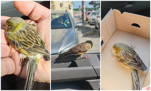 Un canar jucăuş "dansează de fericire" în autospeciala Jandarmeriei. Se rătăcise pe străzi, în Galaţi, şi nu mai putea să zboare