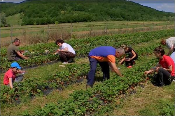 Trendul care a luat amploare în România: îţi culegi singur fructele de pe plantaţiile producătorilor şi primeşti o reducere la final
