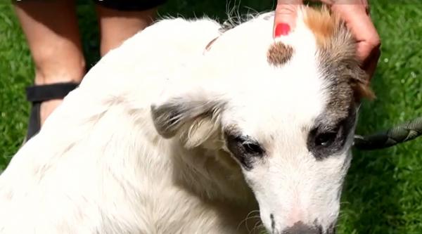 Arena Naţională, luată cu asalt de căteluşi şi pisicuţe. Animalele fără stăpân şi-au găsit acum o familie la cel mai mare târg de adopţii din România