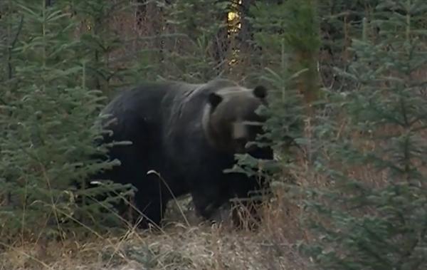 Panică în Sinaia, după ce un urs a apărut în parcul din mijlocul oraşului. Localnicii spun că e ceva obişnuit: "A fost la mine acasă. A fost de două ori"