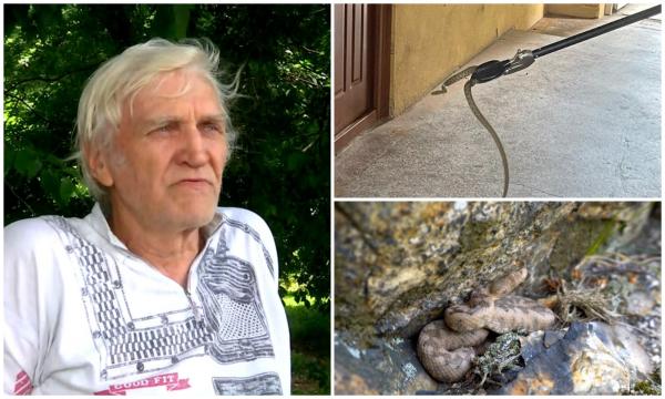 Marile oraşe, invadate de şerpi. De ce apar tot mai multe reptile pe străzi şi în casele oamenilor: una singură este de temut