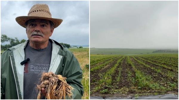 Planta-minune care se vinde cu 100 de lei gramul. Dumitru a pus bazele unei plantaţii cu 3.500 de euro pe un fost câmp de cereale