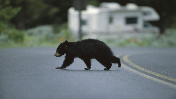 Urs spulberat de două maşini pe o şosea din Nistoreşti. Animalul ieşise să caute hrană 