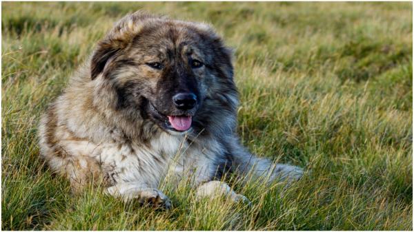 O mamă şi fiica ei de 9 ani au fost muşcate de un câine de rasă, într-un parc din Capitală. Stâpânul animalului va fi cercetat