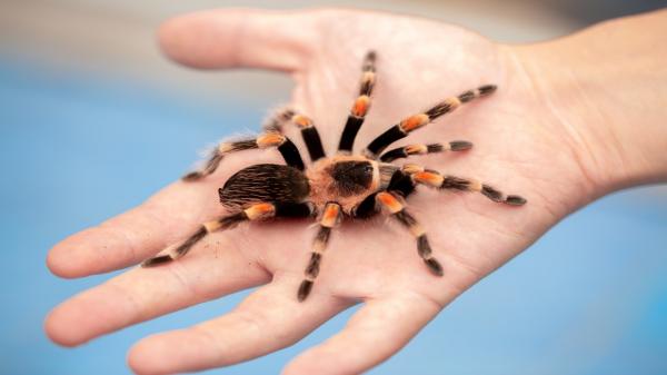 Tarantulele de companie, tot mai căutate în România. Cu cât se vinde un pui