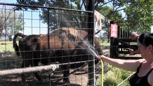 Animalele, afectate de valul de caniculă. La grădina zoologică din Arad, necuvântătoarele primesc duşuri cu apă ca să se răcorească