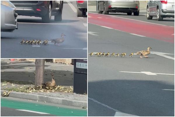 Cârd de răţuşte, filmat în timp ce traversa una dintre cele mai aglomerate intersecţii din Cluj-Napoca. Imaginile au devenit virale