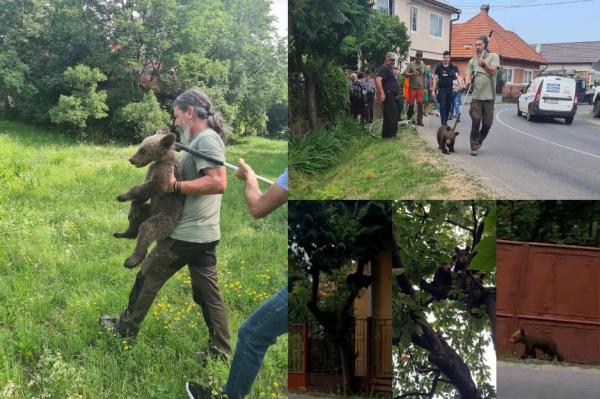 Abandonaţi de mama lor speriată, trei ursuleţi s-au urcat într-un cireş şi au început să plângă după ea, în Mureş. Doi dintre ei au fost salvaţi