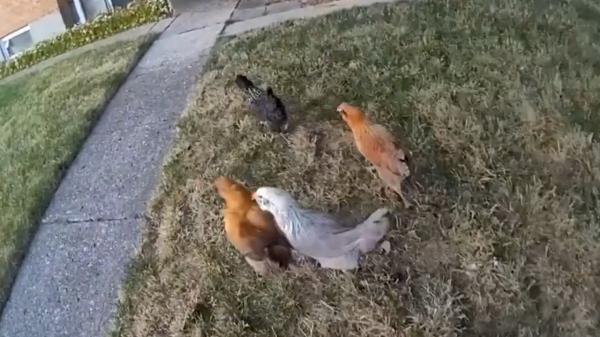 Mai multe găini au fugit de poliţie în SUA. Păsările au luat-o la goană când i-au văzut pe agenţi: imaginile au devenit virale