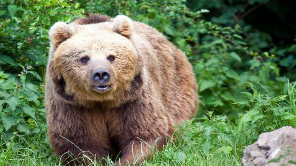 Tânăra de 19 ani atacată de urs pe traseul Jepii Mici a fost găsită moartă. Iubitul fetei: "Am văzut cum a luat-o și a târât-o după el"