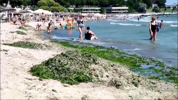 Staţiunea în care plajele au fost invadate de alge. Turiştii aleg să nu intre în apă din cauza mirosului înţepător