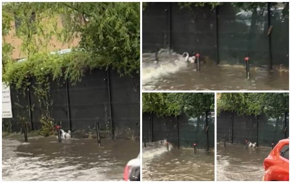 Căţeluş, surprins de codul portocaliu de furtuni pe o stradă inundată din Popeşti-Leordeni. Patrupedul a oferit o lecţie de viaţă pentru supravieţuire