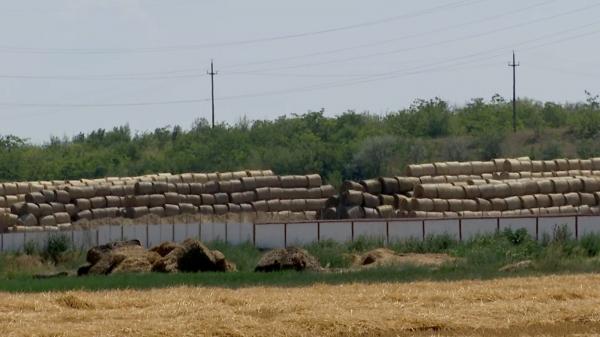 Sute de oi găsite moarte, aruncate la groapa de gunoi din Babadag. O boală extrem de contagioasă a ucis peste 1.000 de animale, în doar două zile