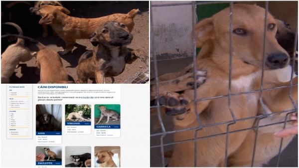 ASPA a publicat catalogul celor 1.700 căţei care pot fi adoptaţi. Viitorii stăpâni pot vedea poze cu aceştia, vârsta şi talia