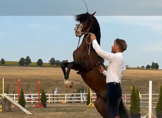 Show de echitaţie organizat în scop caritabil, în Suceava. Copiii, fascinaţi de numerele de dresaj