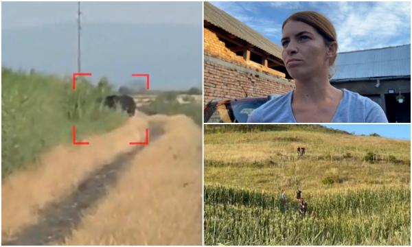 "A sărit pe mine, dar mie mi-a dat doar o labă în spate". Soţi din Bistriţa, atacaţi de ursoaică în lanul de porumb
