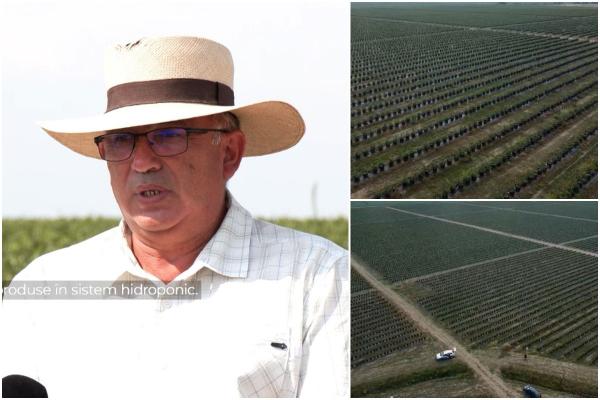 Investiţie de aproape 6 milioane de euro într-o plantaţie din România. Străinii se dau în vânt după fructele crescute la noi
