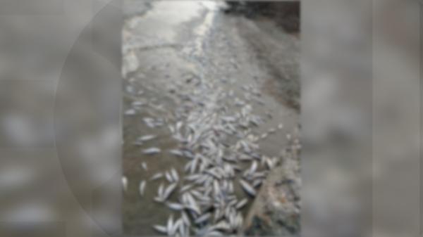Sute de pești găsiți morți, în apele Jiului de Vest şi la Gura Portiţei. Localnicii au alertat autorităţile: "Tot malul era plin, pe sute de metri"