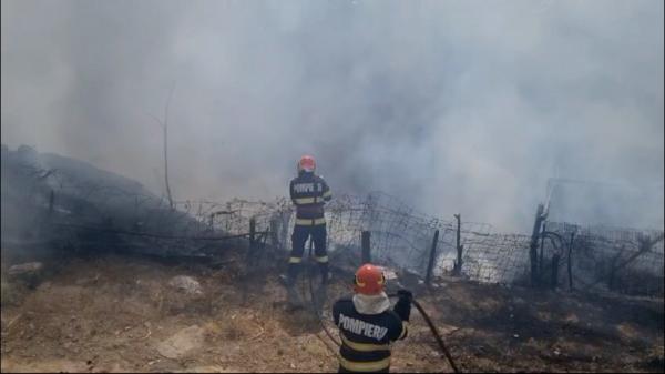 Nenorocire în Tulcea, după ce un incendiu de vegetaţie s-a extins. Pompierii au reuşit să salveze doar un cal