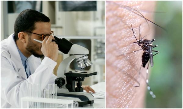 Ţara din Europa care sterilizează ţânţarii, pentru a nu mai transmite boli. Cercetătorii eliberează apoi insectele în natură