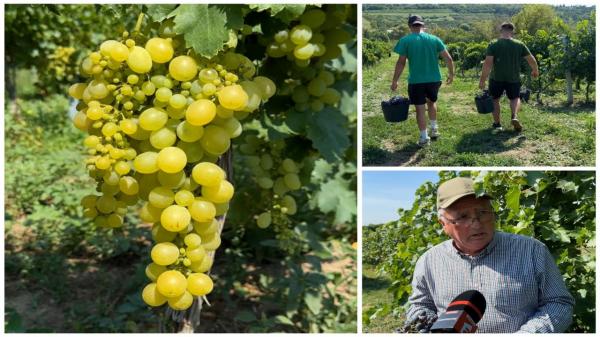 Strugurii româneşti apar mai devreme în pieţe. Canicula aduce schimbări pentru agricultori