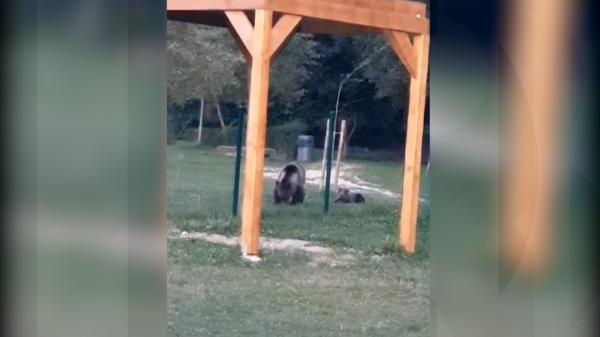 Ursoaica şi puiul ei care frecventau un parc de agrement din Braşov au fost relocaţi. Animalele mai fuseseră capturate în trecut