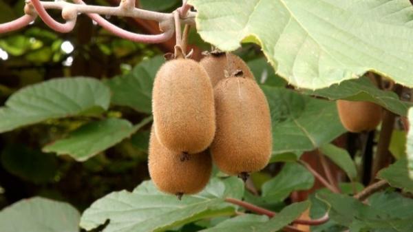 Acum 6 ani, un bărbat din Botoşani a plantat în joacă un kiwi. Cum arată acum "paradisul exotic" pe pământ românesc