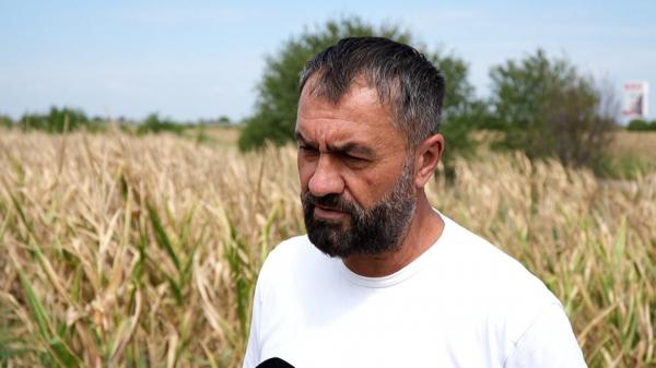 Dezastrul provocat de secetă putea fi evitat parţial, cu ajutorul asigurărilor agricole. "Sunt pierderi colosale, e o situaţie dramatică"