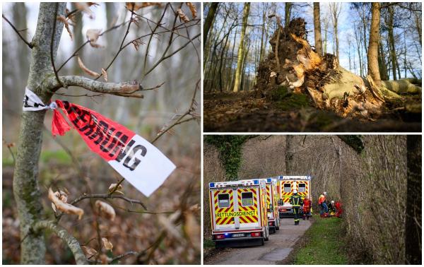 Tragedie la o vânătoare de ouă în Germania: Trei morţi, după ce un copac de 30 de metri s-a prăbuşit