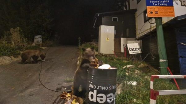 Urşi filmaţi pe străzi, la Buşteni sau în Poiana Braşov. Sălbăticiunile, surprinse în timp ce caută mâncare pe lângă casele oamenilor
