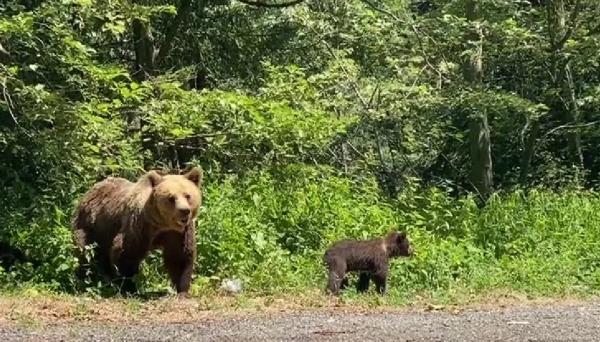 Panouri de avertizare pe Transfăgărăşan pentru turiștii care hrănesc urșii. Ce amenzi riscă cei care ignoră avertismentele autorităților 