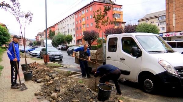 Raiul cireşilor japonezi se mută la Petrila: Peste 70 de pomi de 2 metri vor fi plantaţi în centrul oraşului. Autorităţile au plătit 30.000 de lei pentru răsfăţ