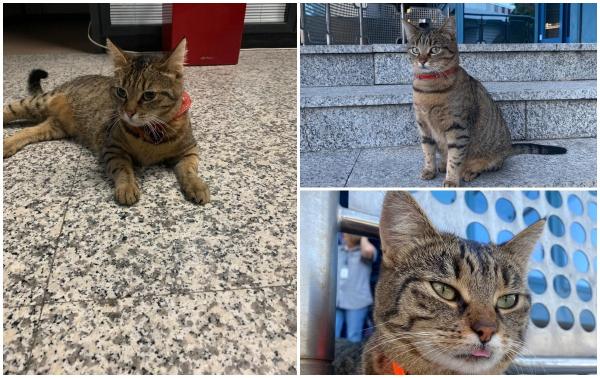 Aeroportul Otopeni şi-a pierdut mascota. Pisicuţa Vasi a fost furată în urmă cu o săptămână