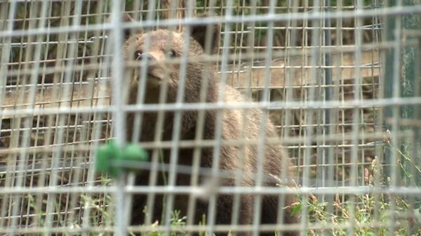 Cinci ursuleţi orfani şi foarte slăbiţi, aduşi la Sanctuarul de la Zărneşti. Unul dintre ei a fost găsit păzindu-şi mama moartă