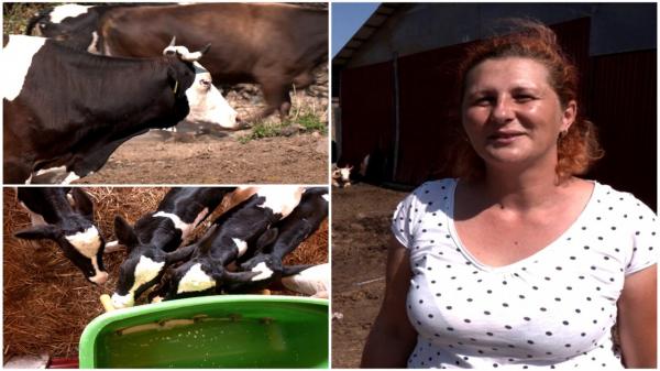 Vaca "fenomen" care a adus pe lume patru viţei. Se întâmplă o dată la 11 milioane de cazuri