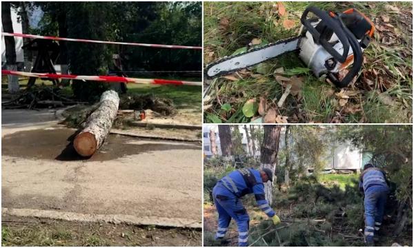 Un copac a căzut peste o angajată a DGASPC Suceava, în curtea instituţiei. Femeia a ajuns la spital cu picioarele strivite