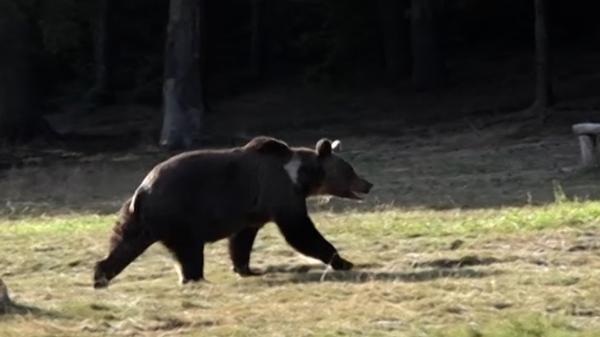 Sucevean, atacat de urs, în timp ce era pe câmp. Ţipetele disperate ale bărbatului au pus pe fugă sălbăticiunea