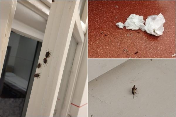 Secţie de pediatrie invadată de ploşniţe marmorate, la spitalul Târgu Mureş. Insectele nu ar fi periculoase pentru pacienţi