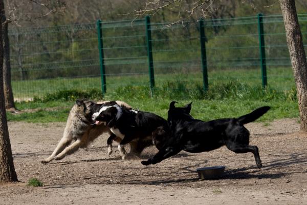 O haită de câini maidanezi terorizează un cartier din Baia Mare. Un bărbat a fost atacat de unul dintre animale şi salvat de vecini
