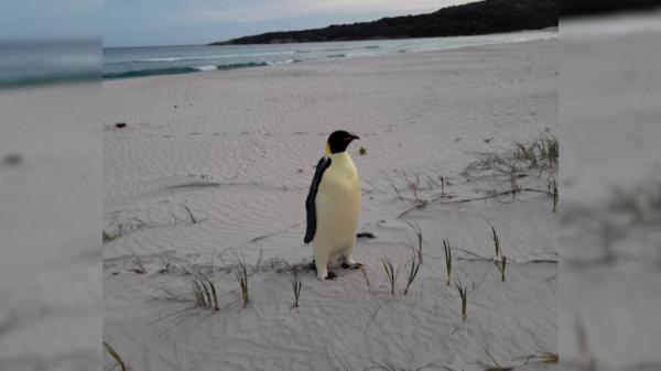 Pinguin imperial, surprins în premieră la 3.000 de km de casă. Şi-a făcut apariţia pe o plajă din Australia