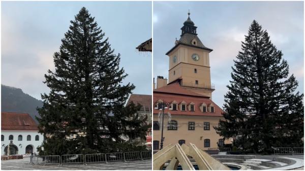 Braşovul îmbracă straie de sărbătoare. Cel mai înalt bradul de Crăciun din România a fost instalat în Piaţa Sfatului