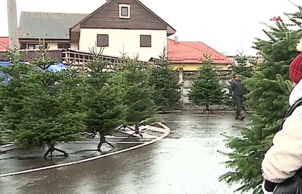Cât a ajuns să coste un brad de Crăciun. Deşi comercianţii din pieţe sunt dispuşi să lase la preţ, clienţii preferă să cumpere din supermarket