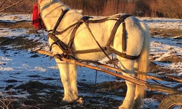 Un bărbat de 50 de ani s-a înecat în râul Moldova. Alarma, dată de un localnic care i-a găsit doar calul şi căruţa pe mal