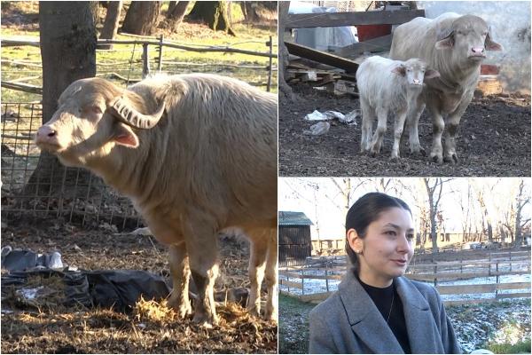 Un animal pe cale de dispariţie, vedetă la Palatul Brukenthal din Sibiu: "Sunt ceva nou, ieşit din comun"