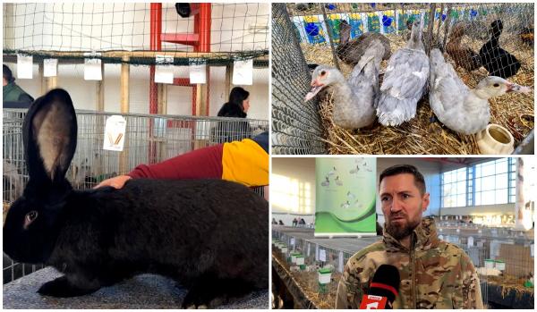 Expoziţii de păsări şi animale rare în Suceava şi Sighişoara. Vizitatorii au putut pleca acasă şi cu un nou animal de companie