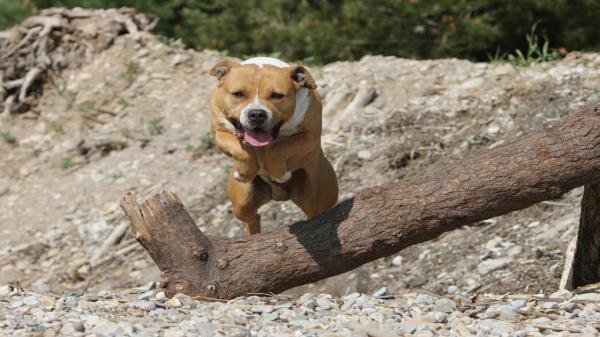 O bunică de 87 de ani din Iaşi, mutilată de un câine din rasa Amstaff. Bătrâna a ajuns de urgenţă la spital