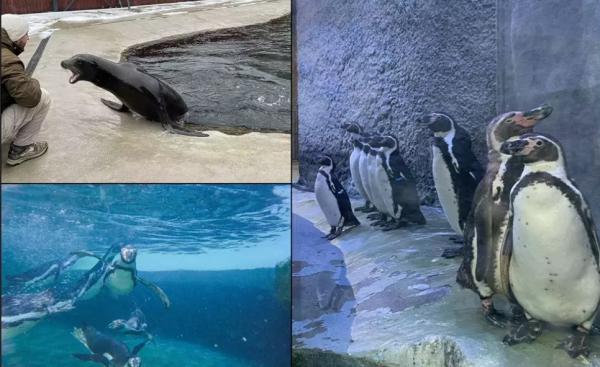 Lei de mare californieni, foci și pinguini Humboldt, în premieră la Grădina Zoo din Braşov